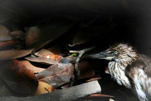 雏鸟 在线观看,在线观看萌动瞬间